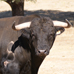 foto de Asoc. El Toro de Nava